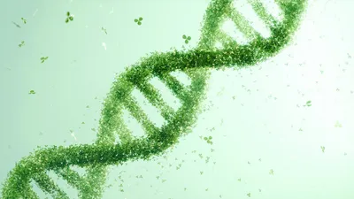 A conceptual illustration of a DNA helix composed of small green leaves. A conceptual illustration of a DNA helix composed of small green leaves.